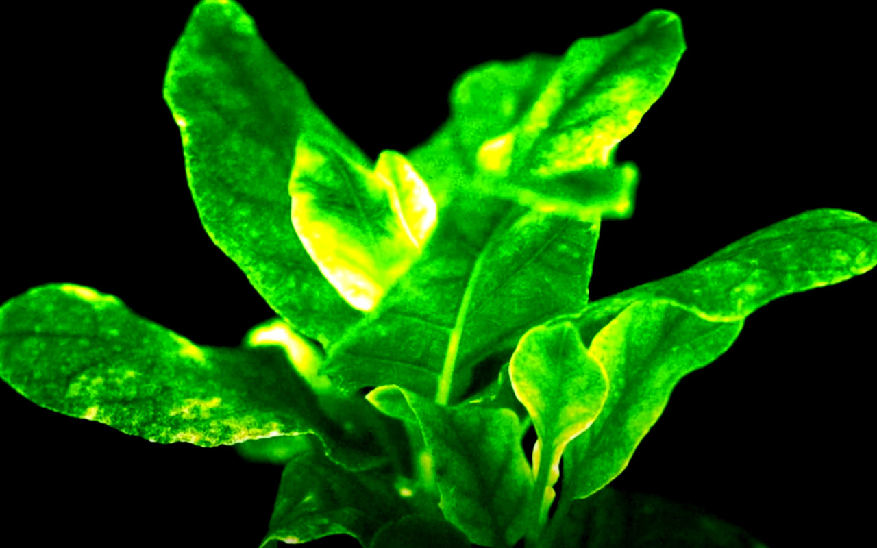 светящийся лист