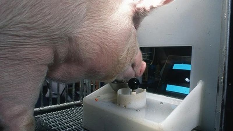 Reușită medicală: un rinichi de porc transplantat unui pacient uman a funcționat aproape nouă luni