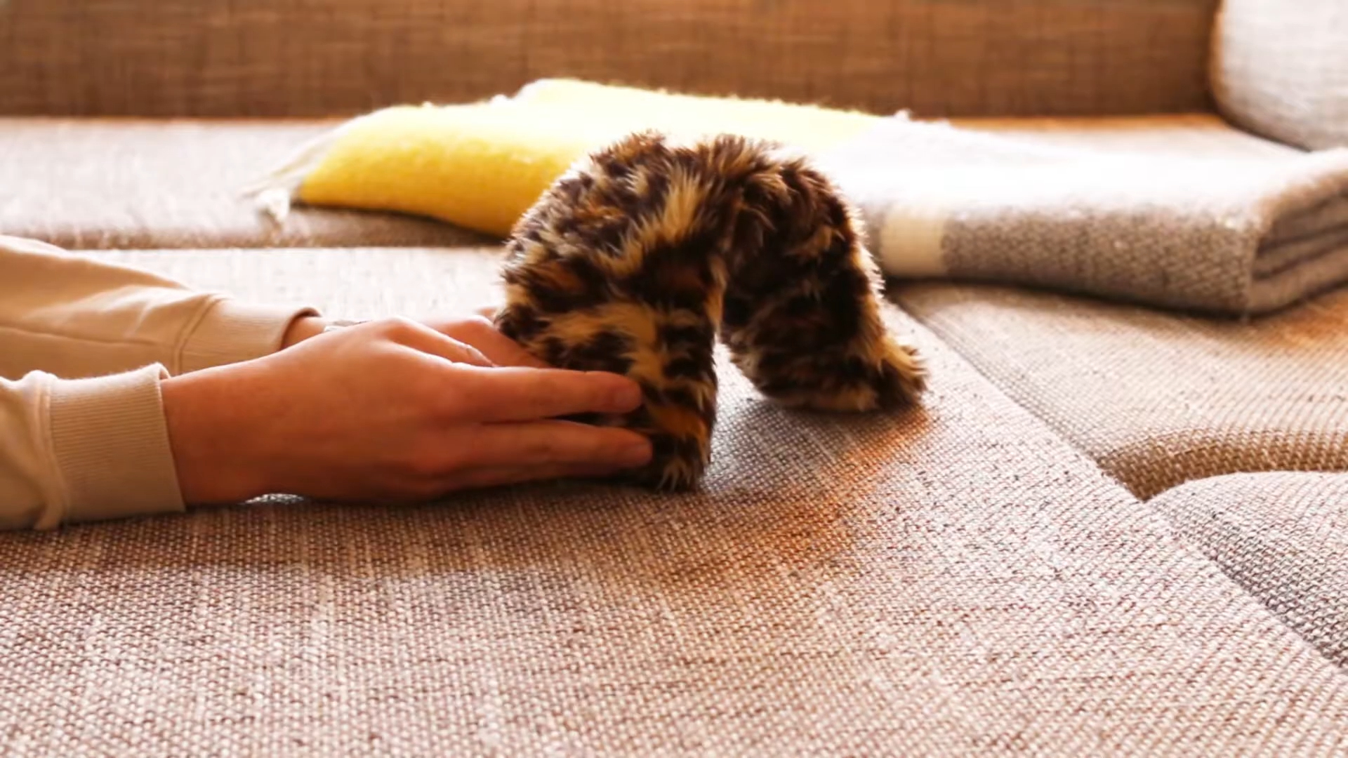 Flatcat: robotul bizar care vrea să înlocuiască animalele de companie. VIDEO