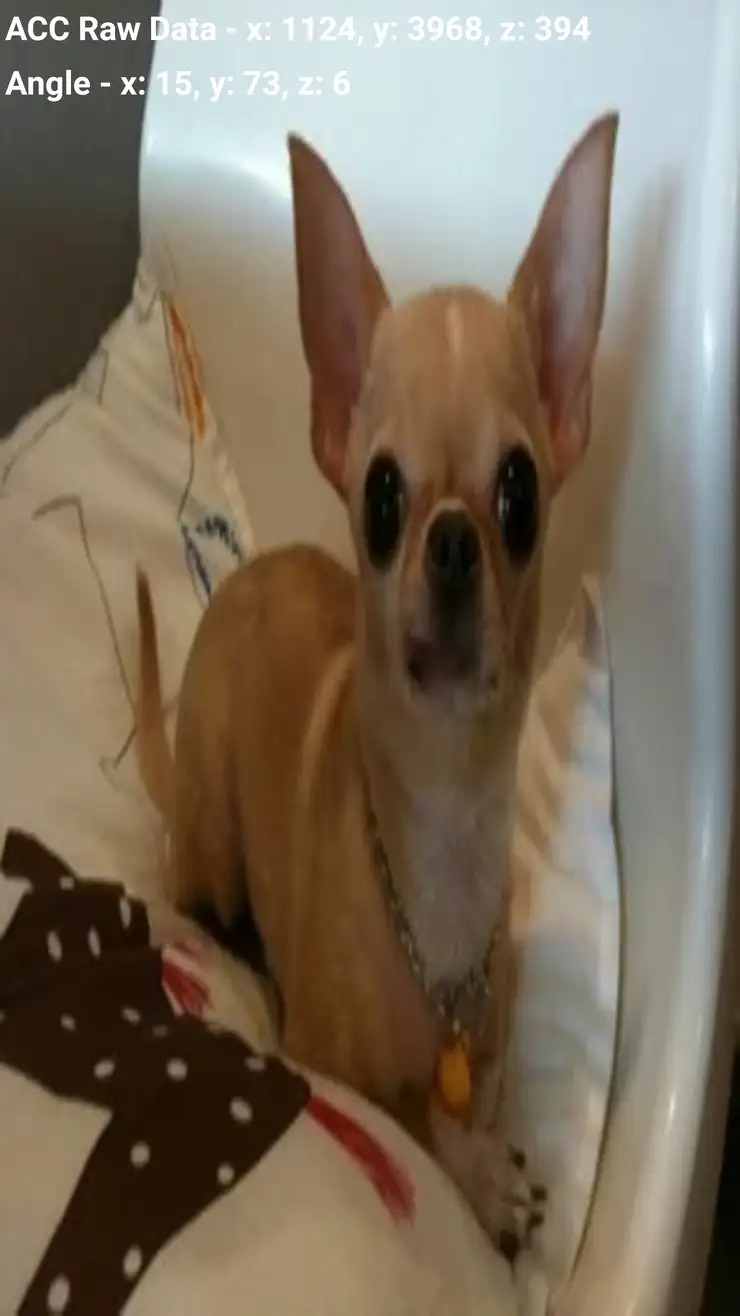 samsung chihuahua