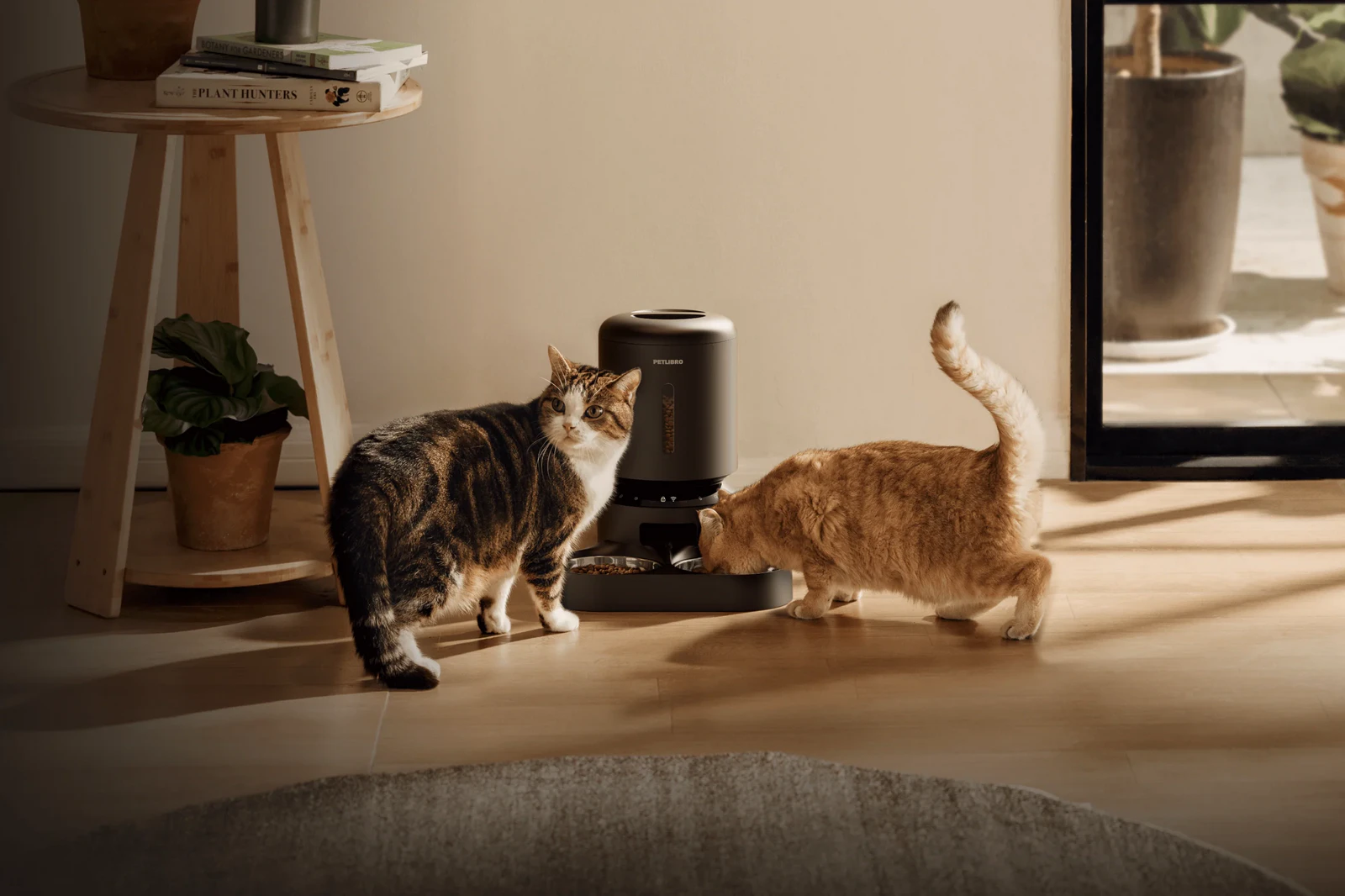 Dispozitivele de hrănire a animalelor de companie marca Petlibro au fost afectate de o pană. Unele animale de companie au rămas fără hrană