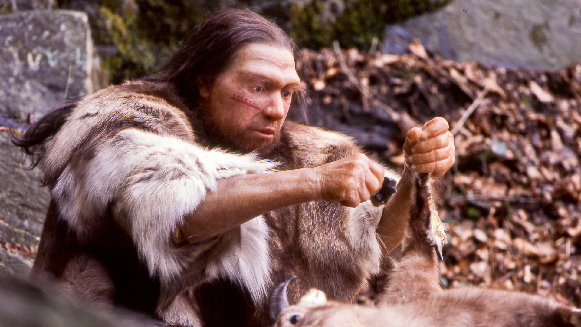 Tehnologie veche de zeci de mii de ani: Au fost descoperite primele dovezi privind utilizarea uneltelor din os de către neandertali în România