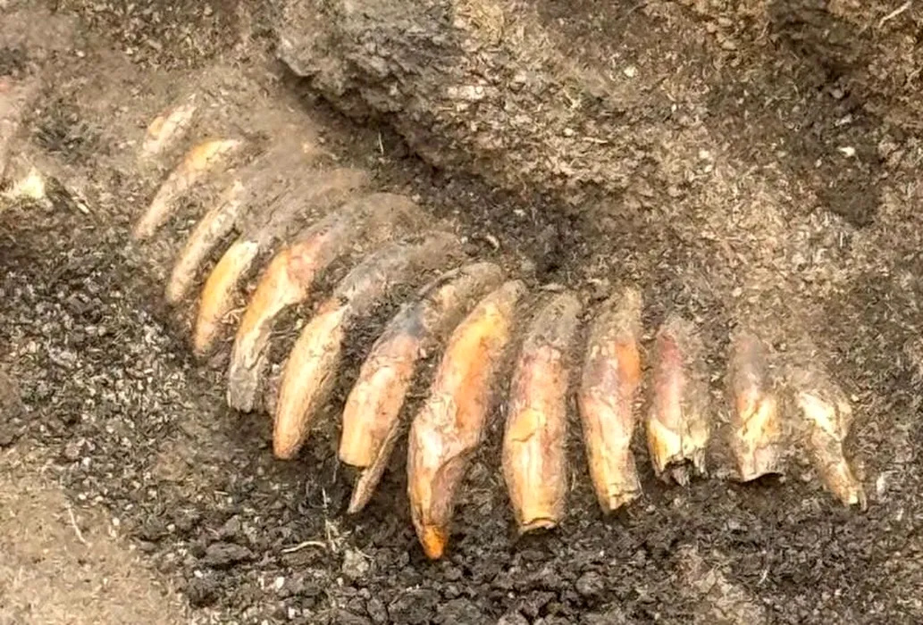 Colier misterios, vechi de peste 5.000 de ani, descoperit într-un mormânt preistoric din Polonia