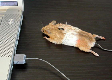 Un mouse in corp de soricel
