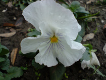 Sony Ericsson K850i foto