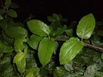 Sony Ericsson K850 photo