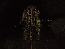 Sony Ericsson K850 photo