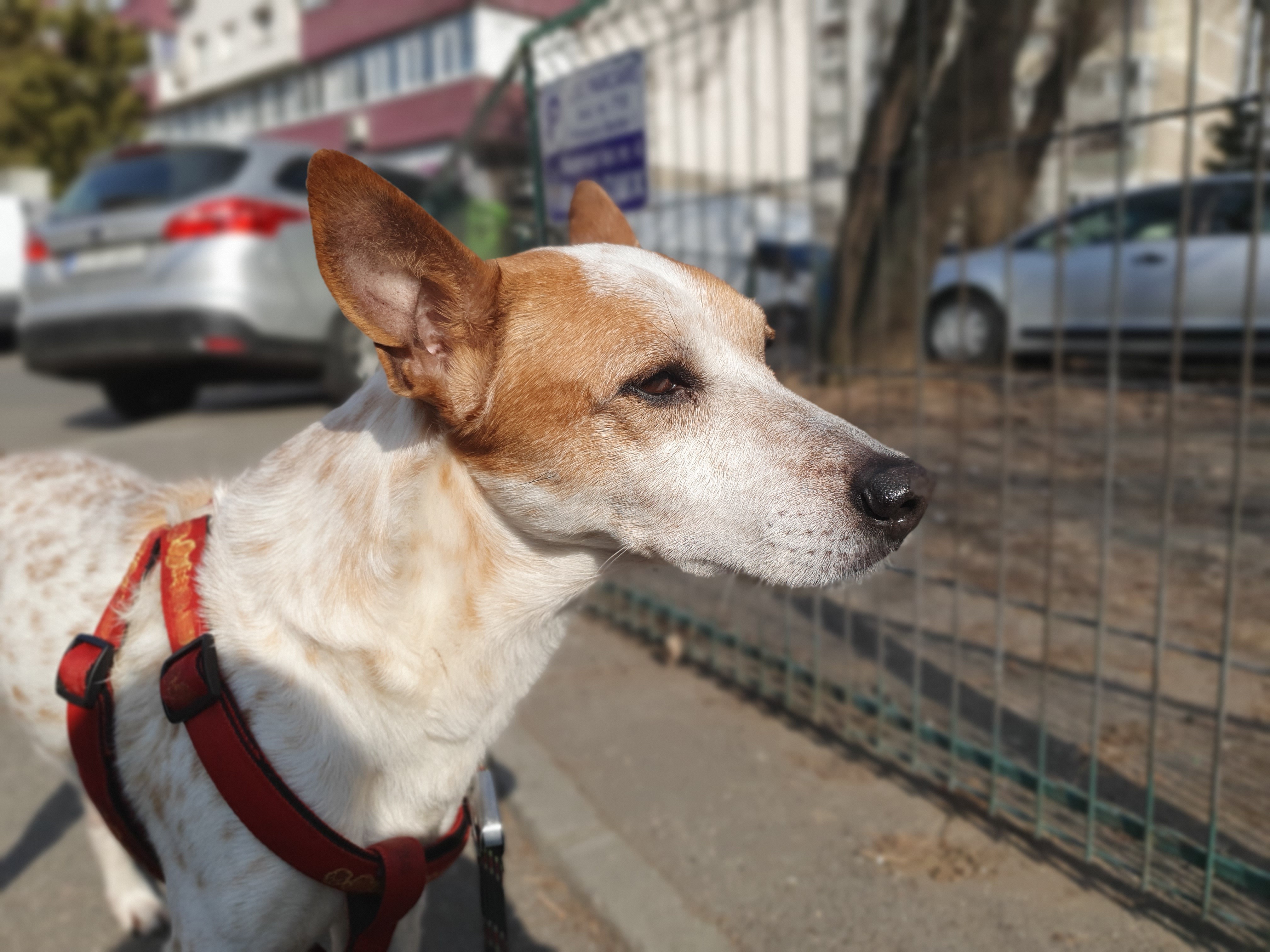 Samsung Galaxy S10+ - Foto zi