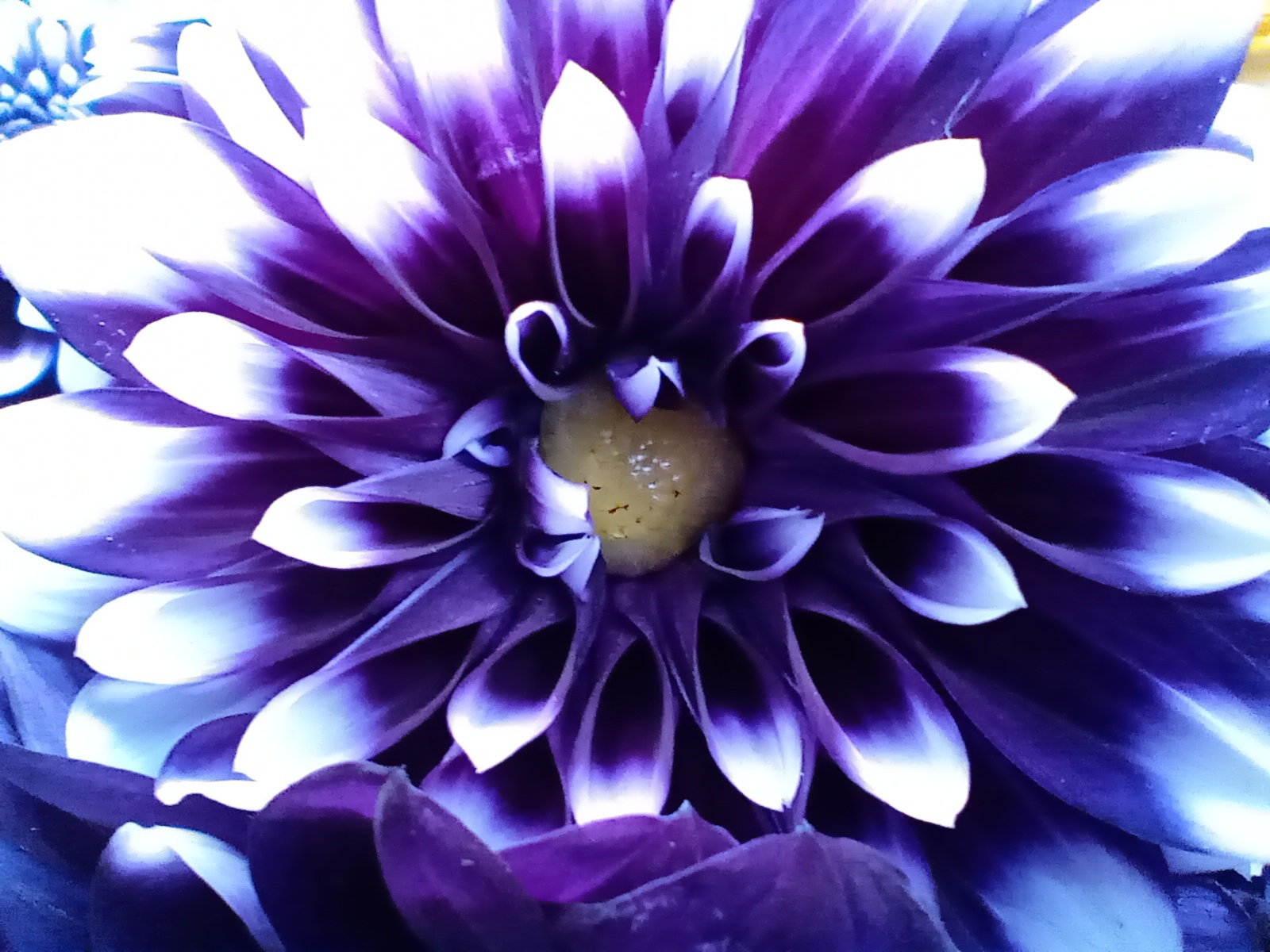 Motorola One Macro - Foto macro