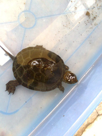 Nokia 7310 Supernova Sample Photo