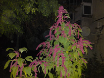 Sony Ericsson C905 - photo sample