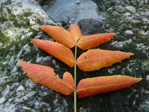 Sony Ericsson C905 - photo sample