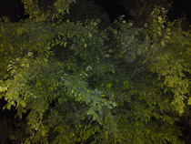 Sony Ericsson C905 - photo sample