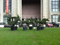 Sony Ericsson C905 Photo Sample