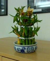 Nokia N96 Sample Photo