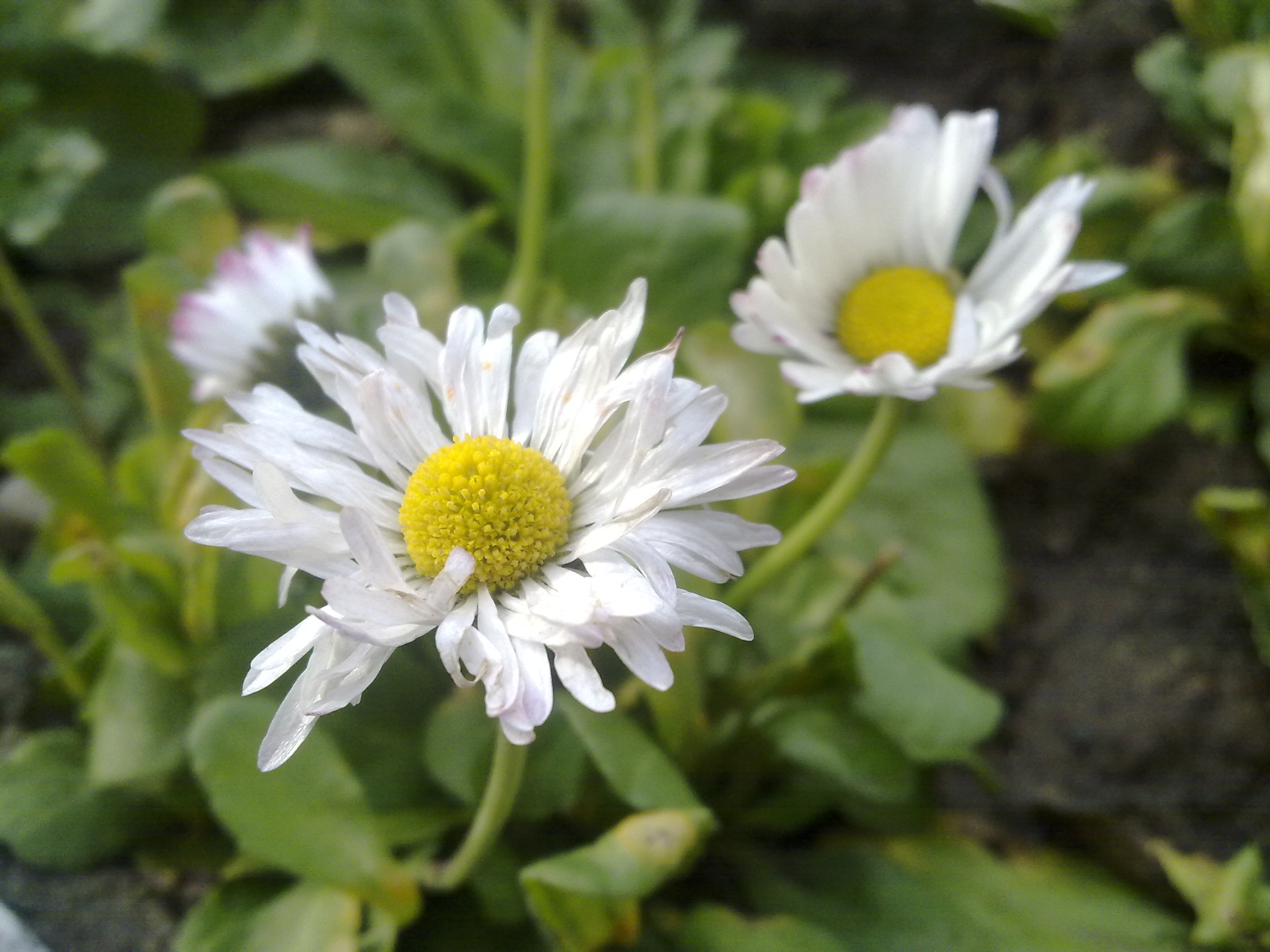 Nokia N85 Sample