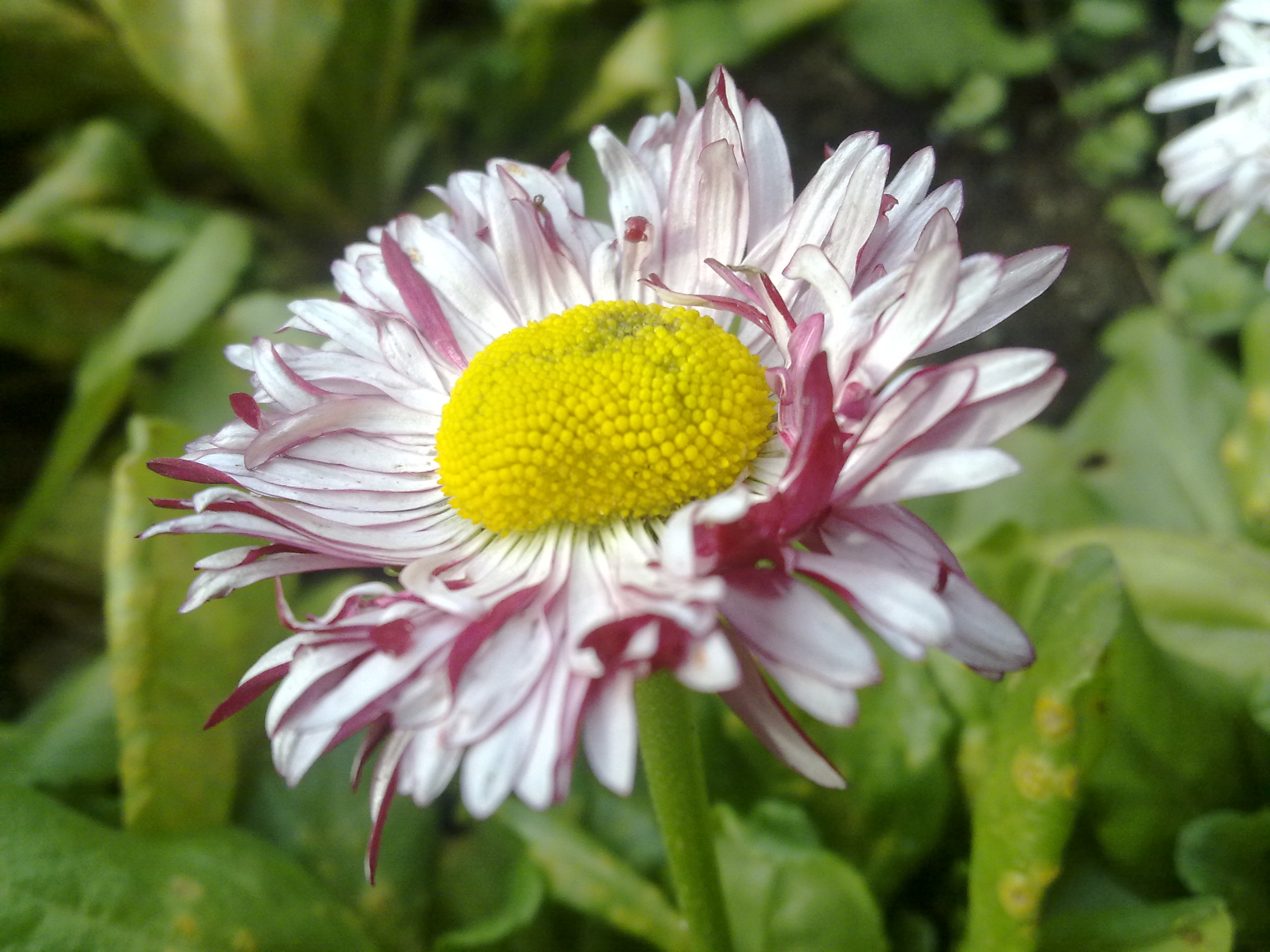 Nokia N85 Sample
