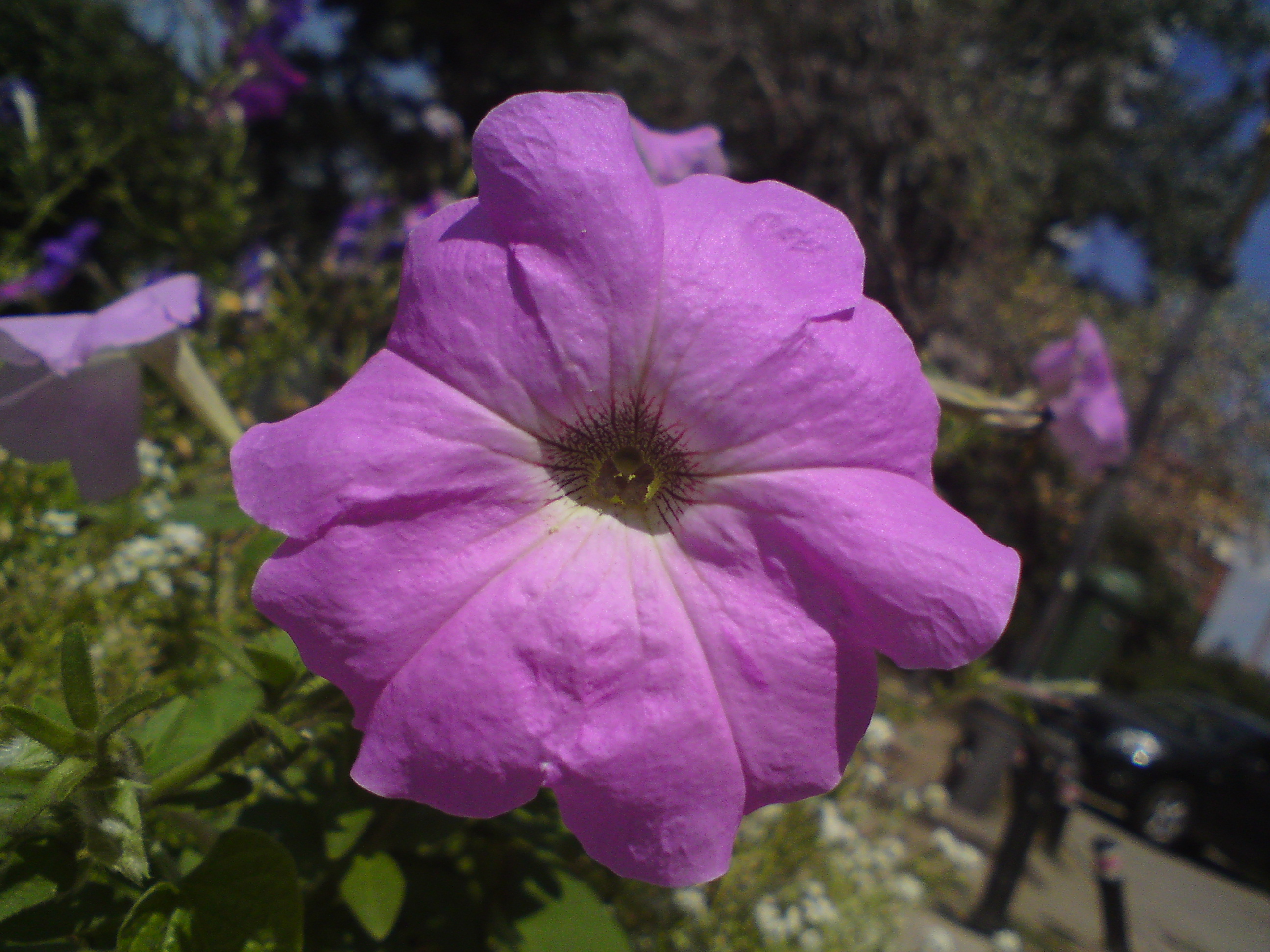 Sony Ericsson C903 Photo Sample