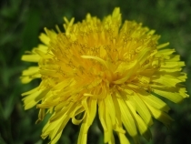 Macro, ISO 80, 1/320 s, F8.0