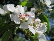 Macro, ISO 80, 1/250 s, F8.0