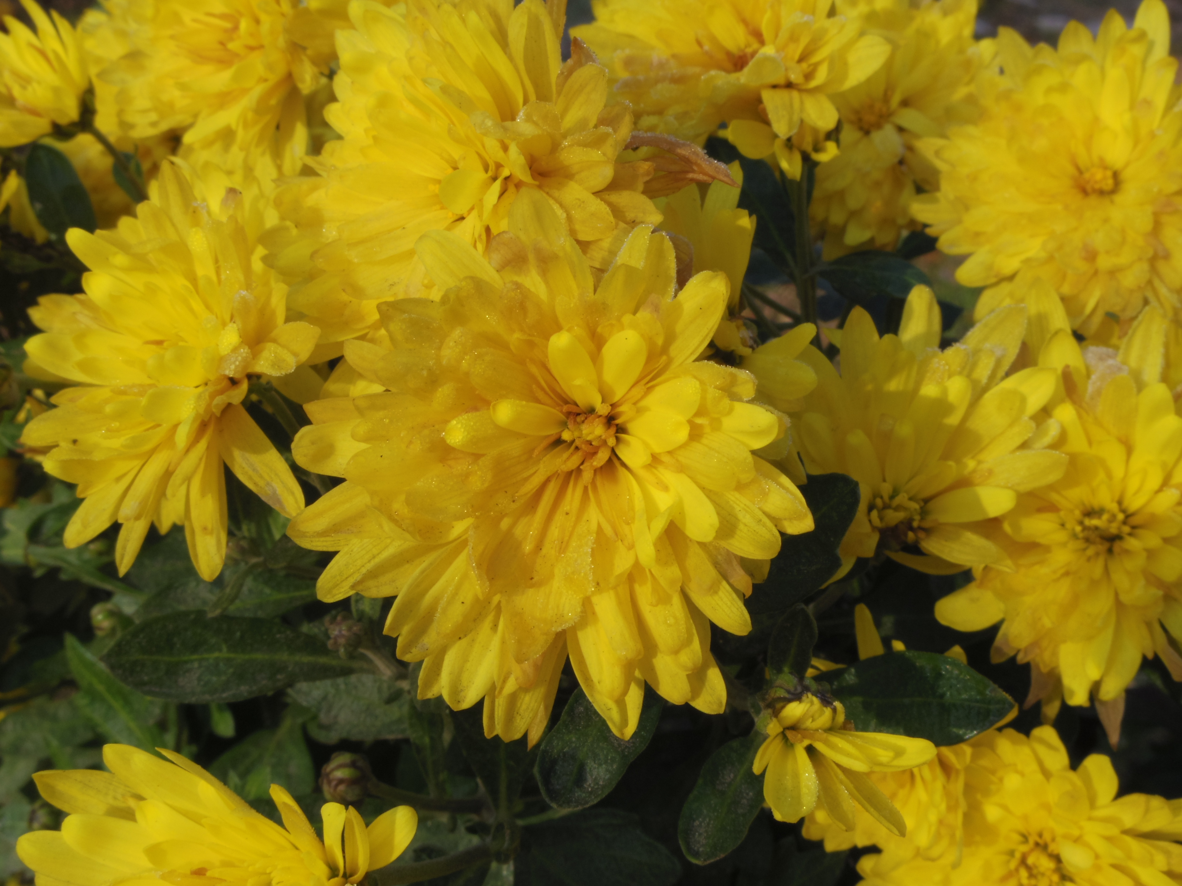 Pentax Q - sample photo