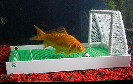 Fish training Fish training