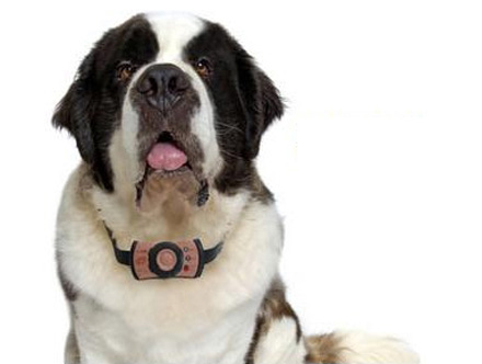Saint Bernard cu GPS