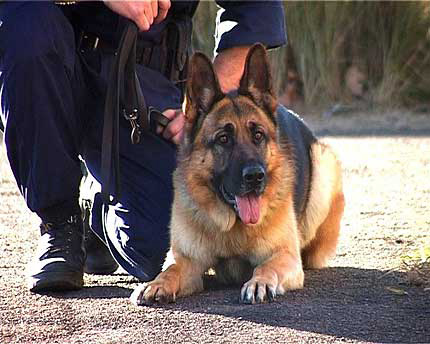 police dog