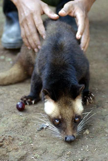 Pisica indoneziana